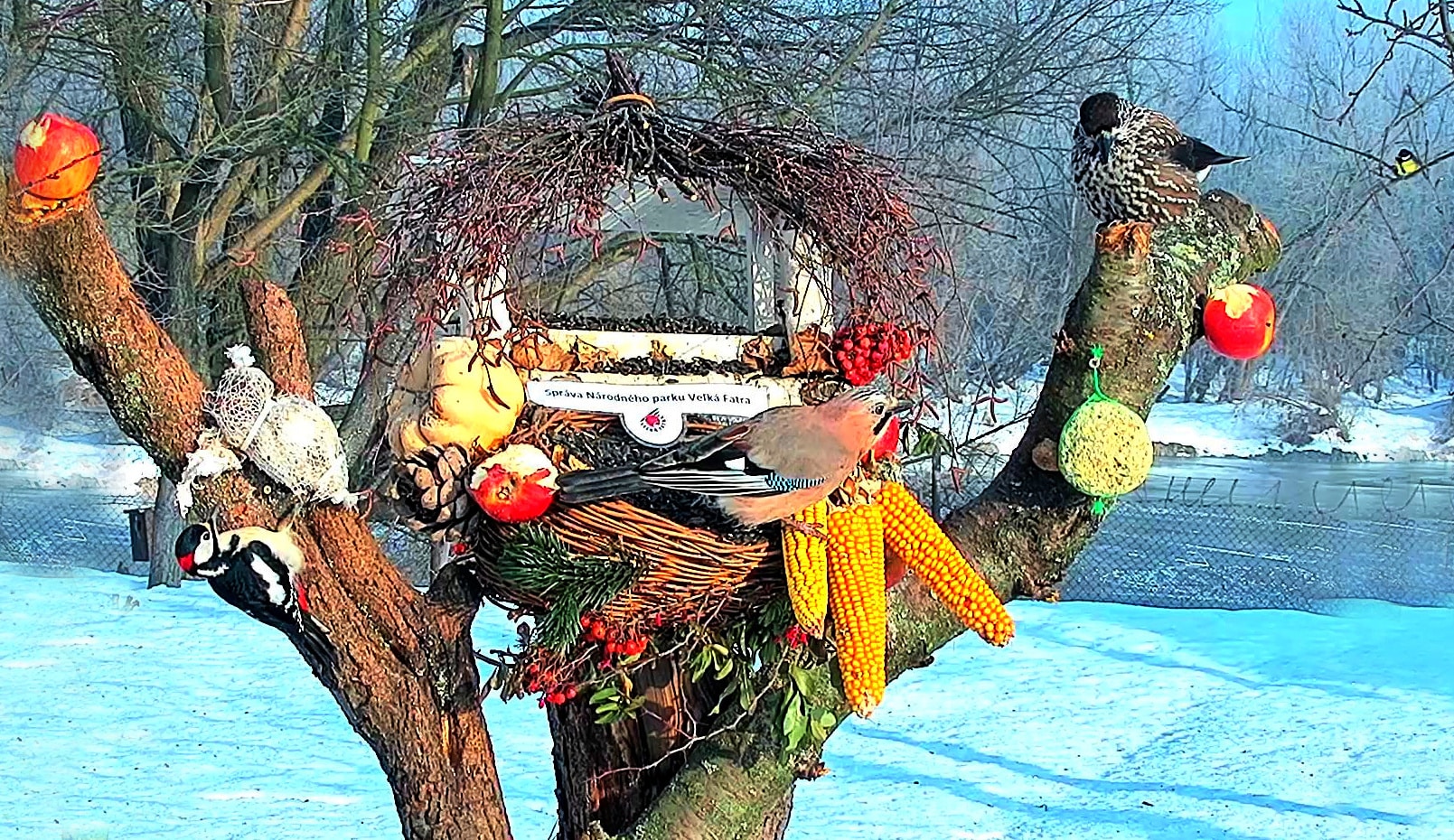 So far, 23 species have come to our feeder!