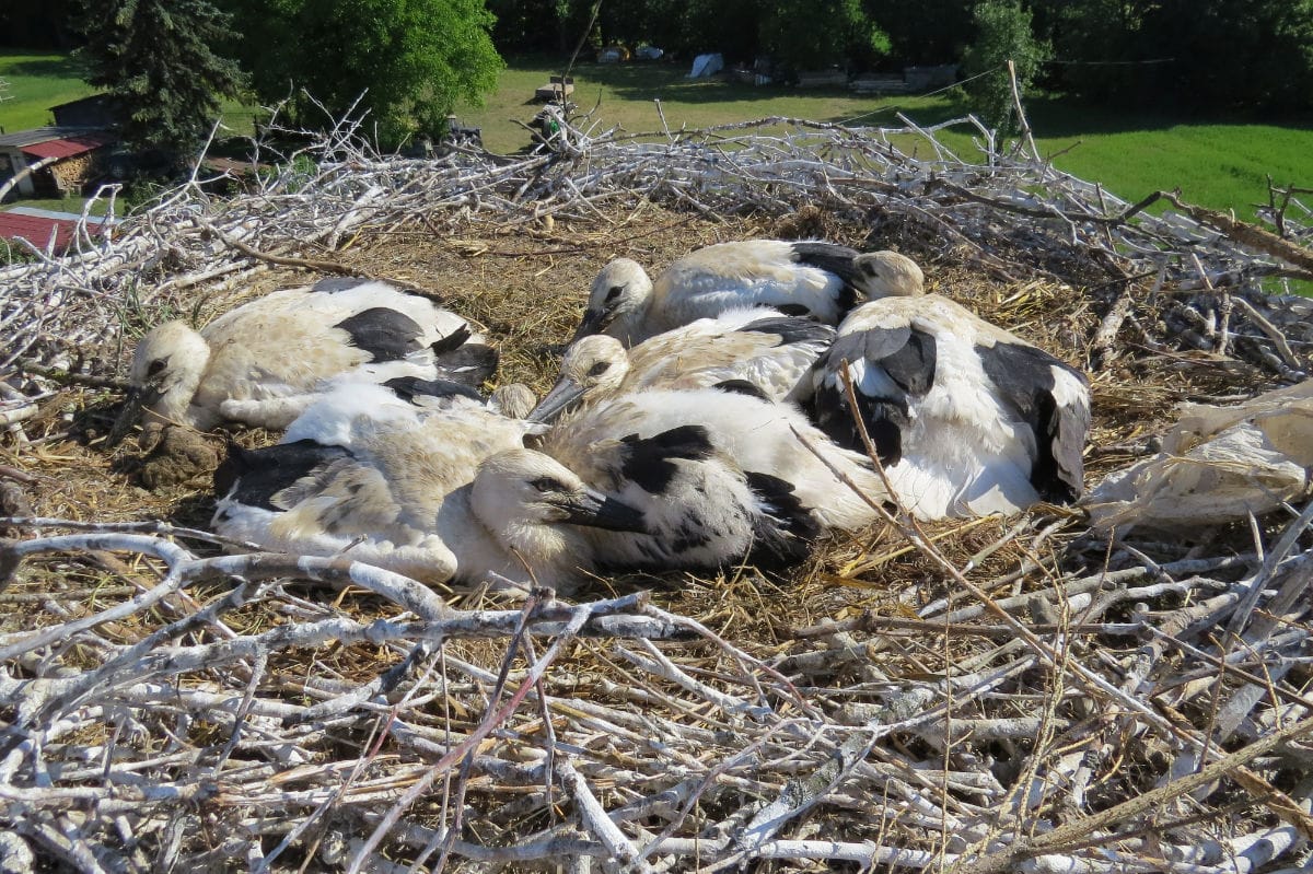 Six white stork cubs tagged in the village of Slovany