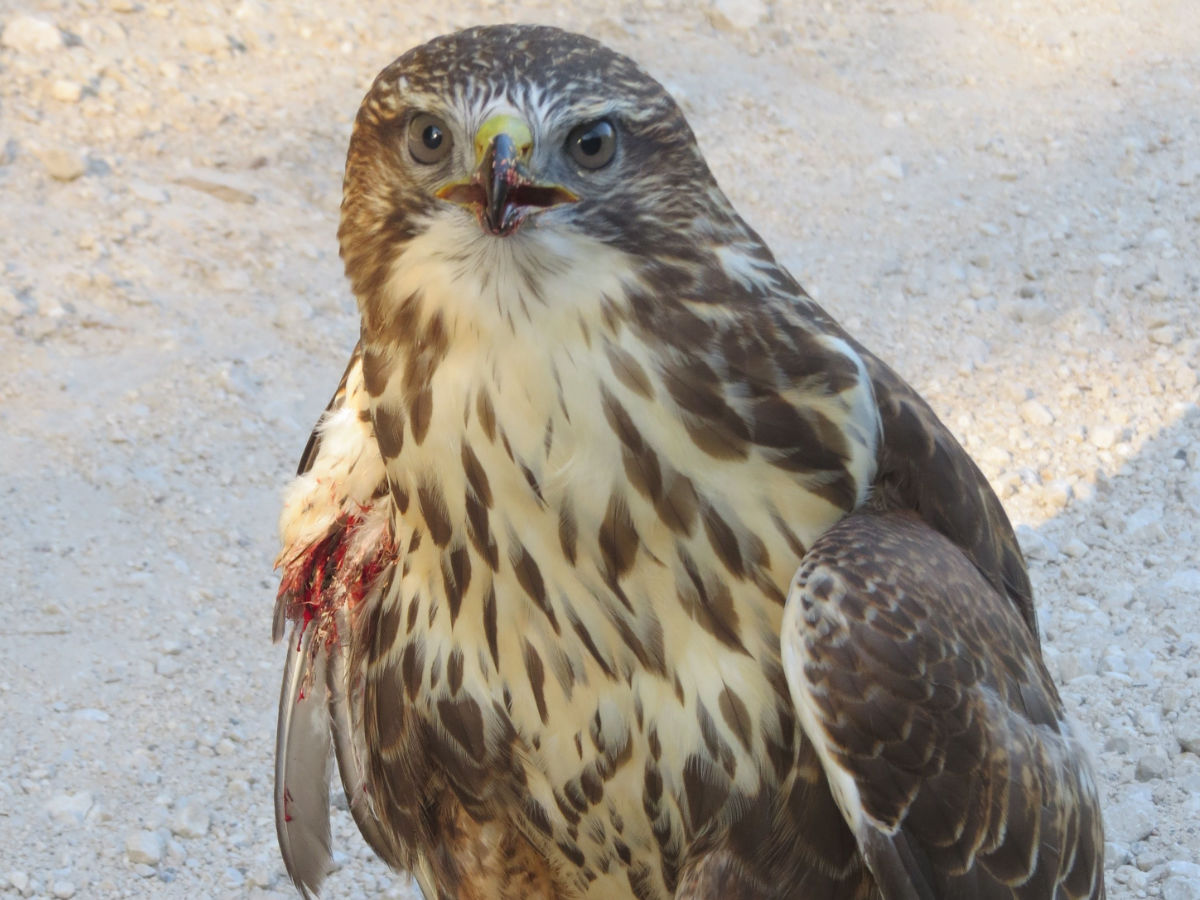 Wounded Buzzard