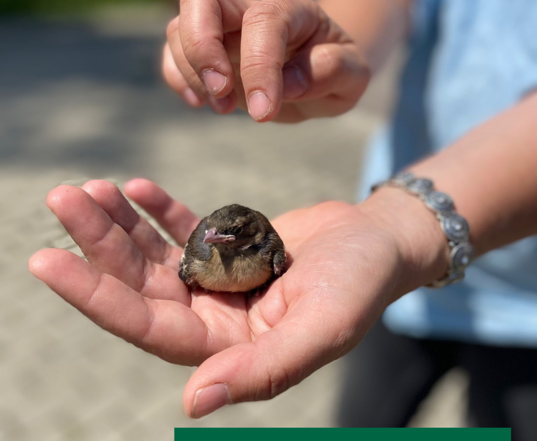 Don't steal us parents baby birds