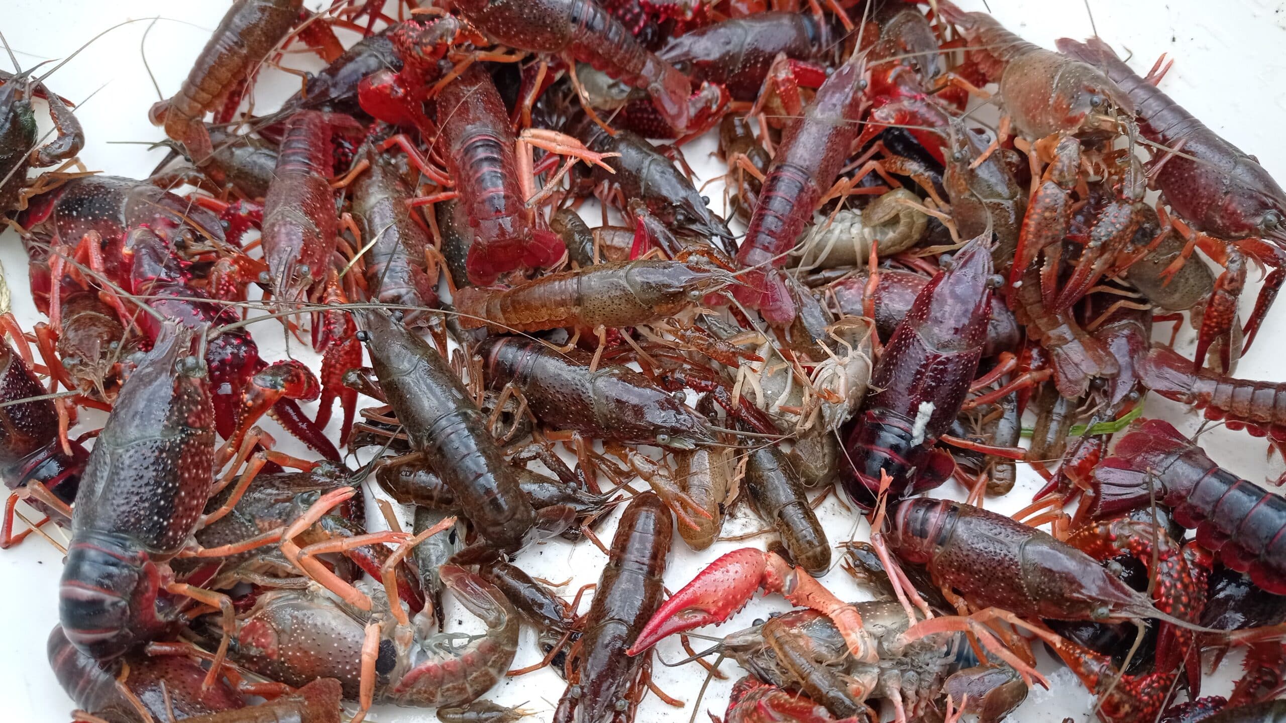 Eradication of red crayfish