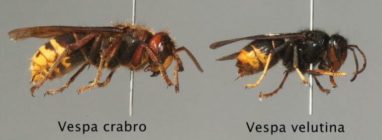Occurrence of the Asian hornet