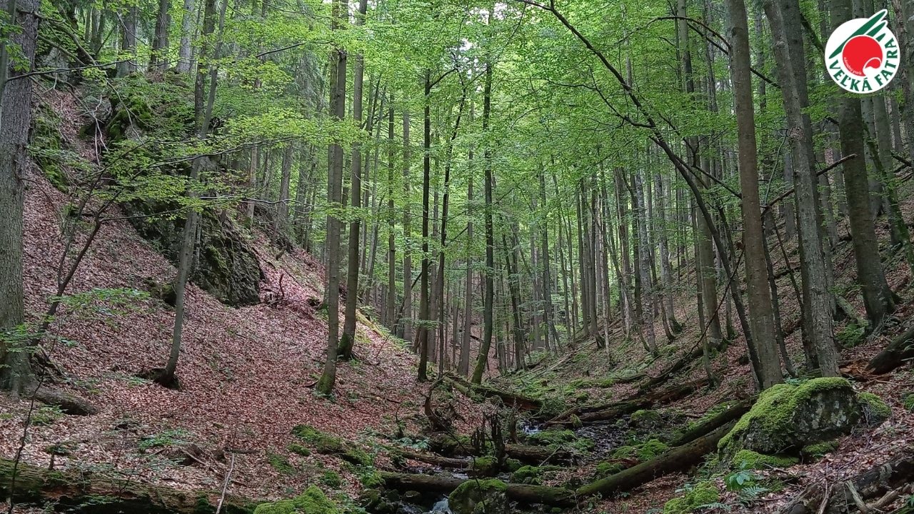 June 6 Forests of the Veľká Fatra