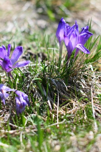 Carpathian or Spiš saffron