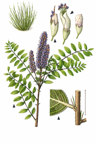 Beztvarec krovitý (Amorpha fruticosa)