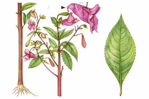 Netýkavka žliazkatá (Impatiens glandulifera)