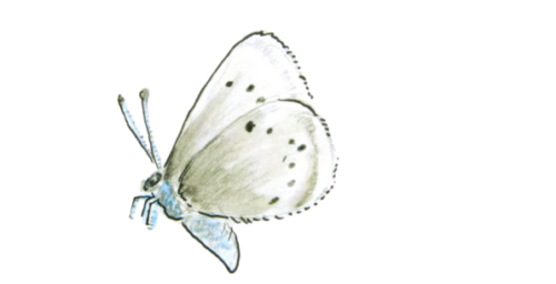 Pollinators – Butterfly Spells 1