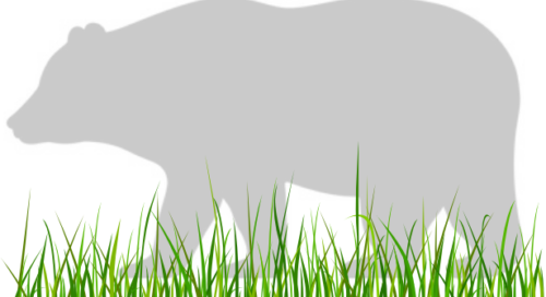 Carnivores in NPVF – brown bear 1