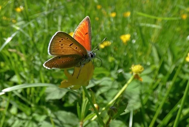 butterfly
