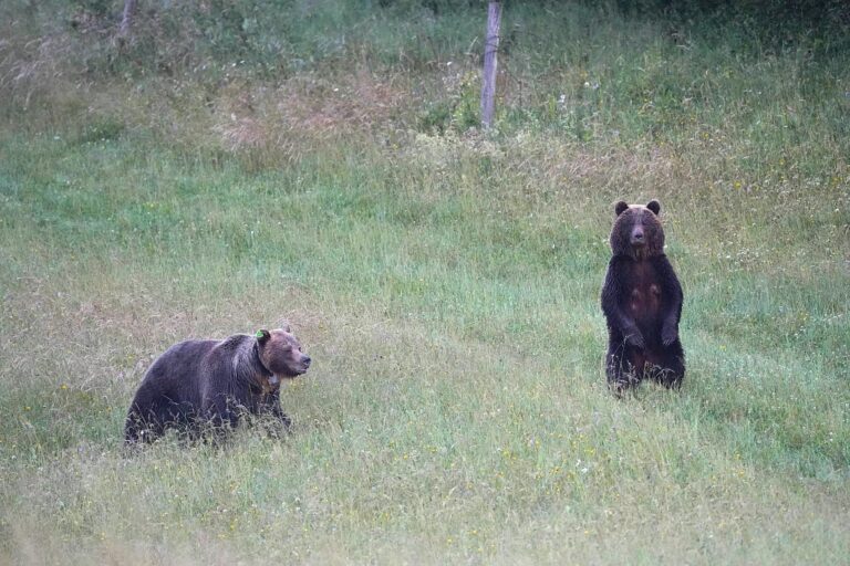 The Fatra brown bear intervention team is teaching bears to fear humans