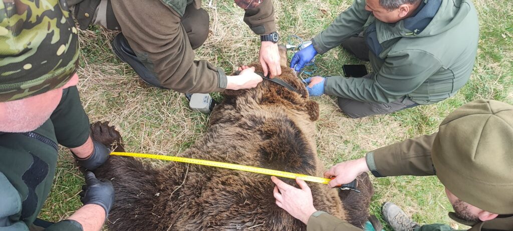 measuring the bear